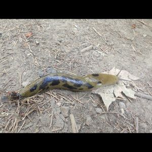 Meet your Posher, Carl